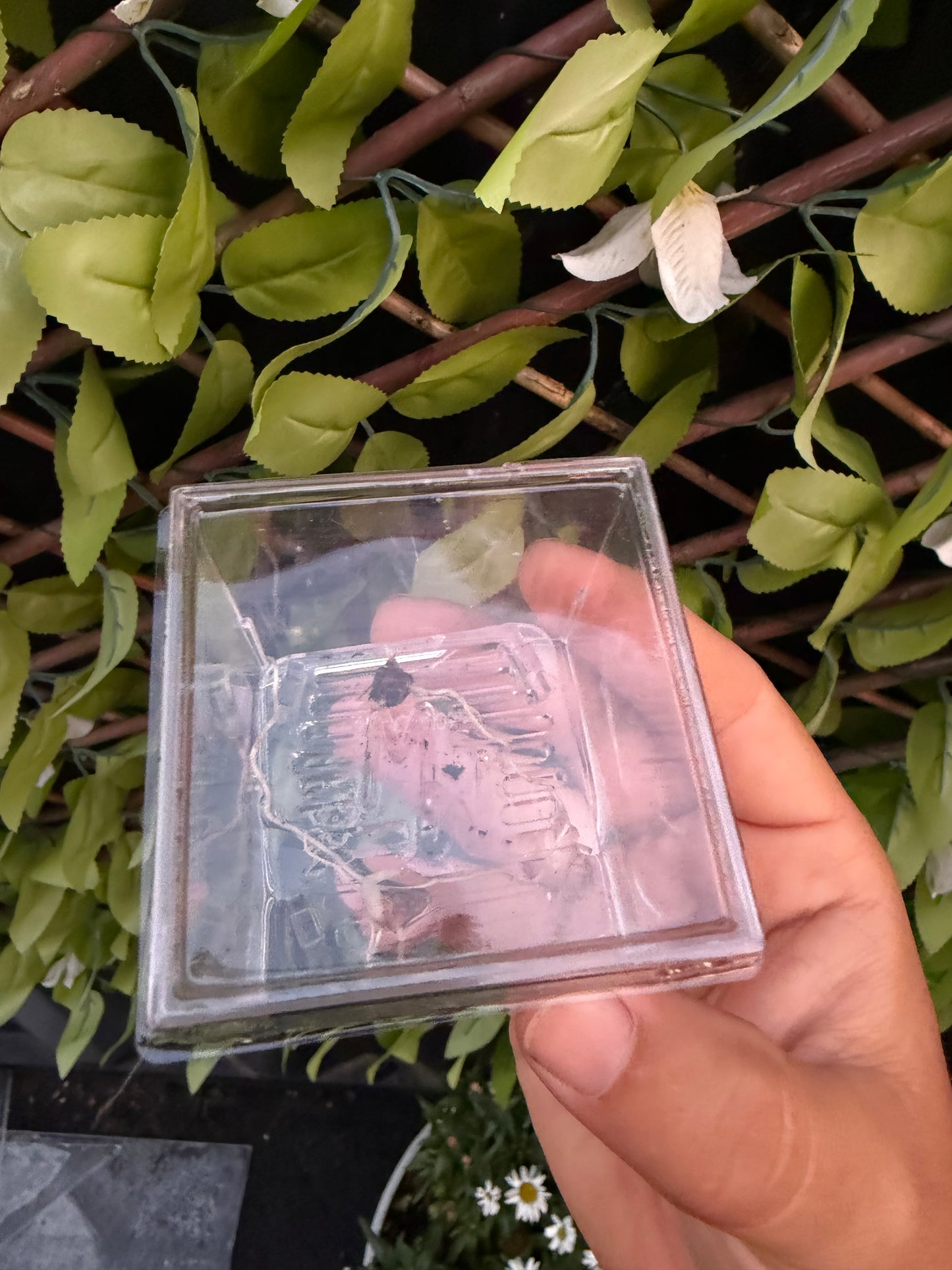 Corm Cube Propagation Case