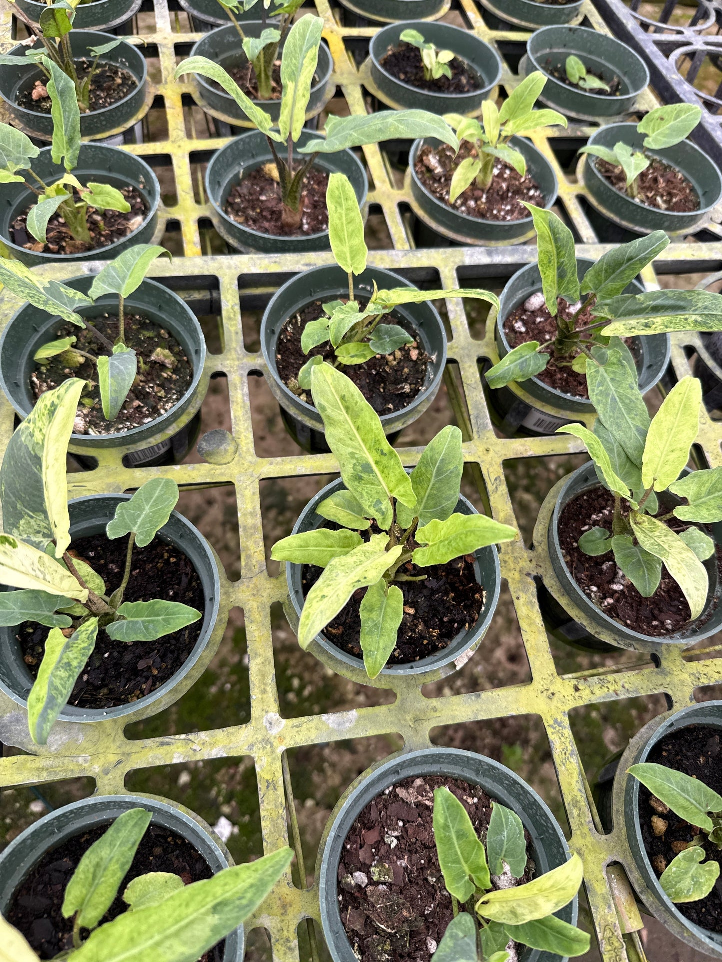 Alocasia lauterbachiana aurea variegated (M)