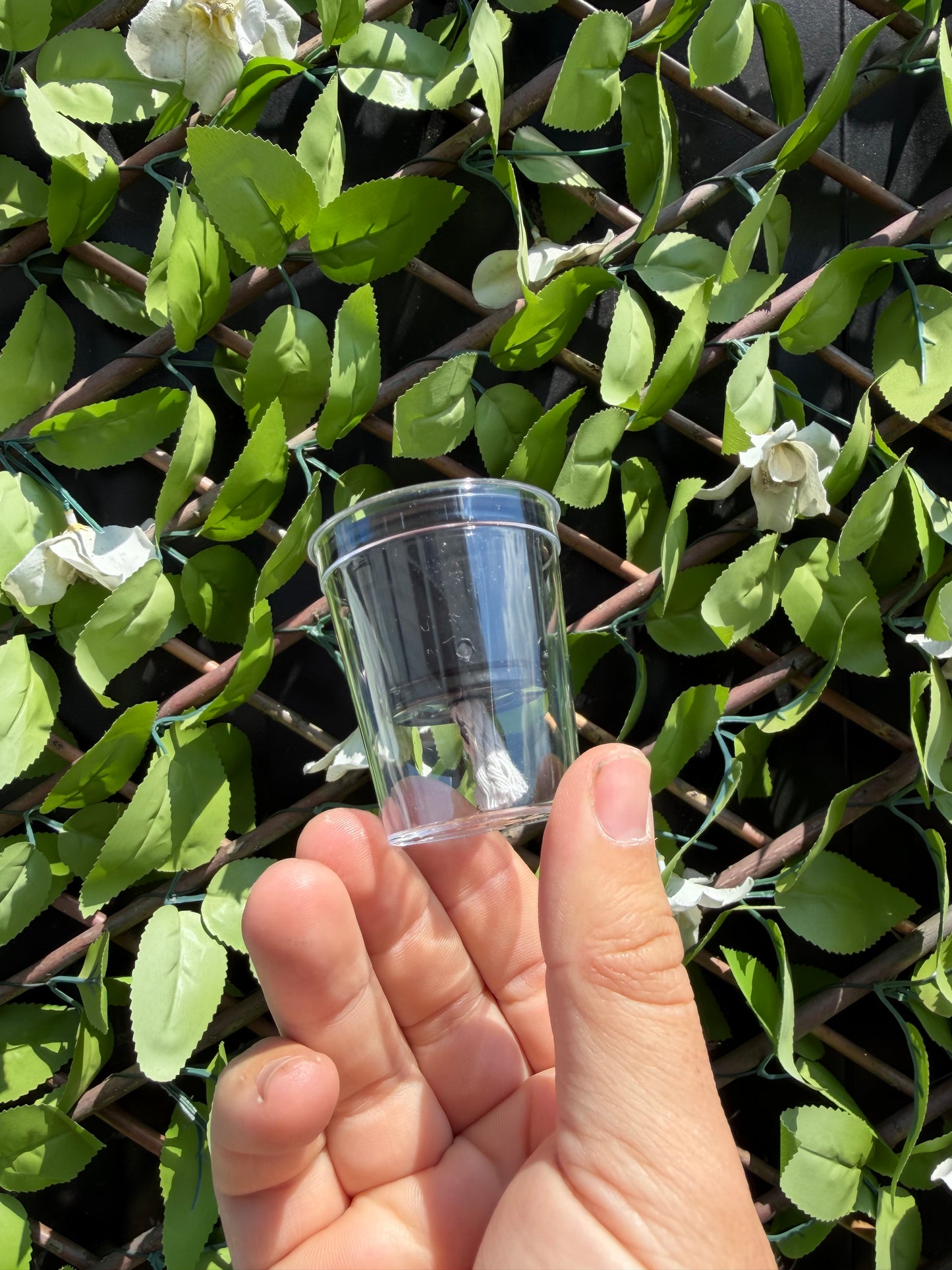 Corm Propagation Cup