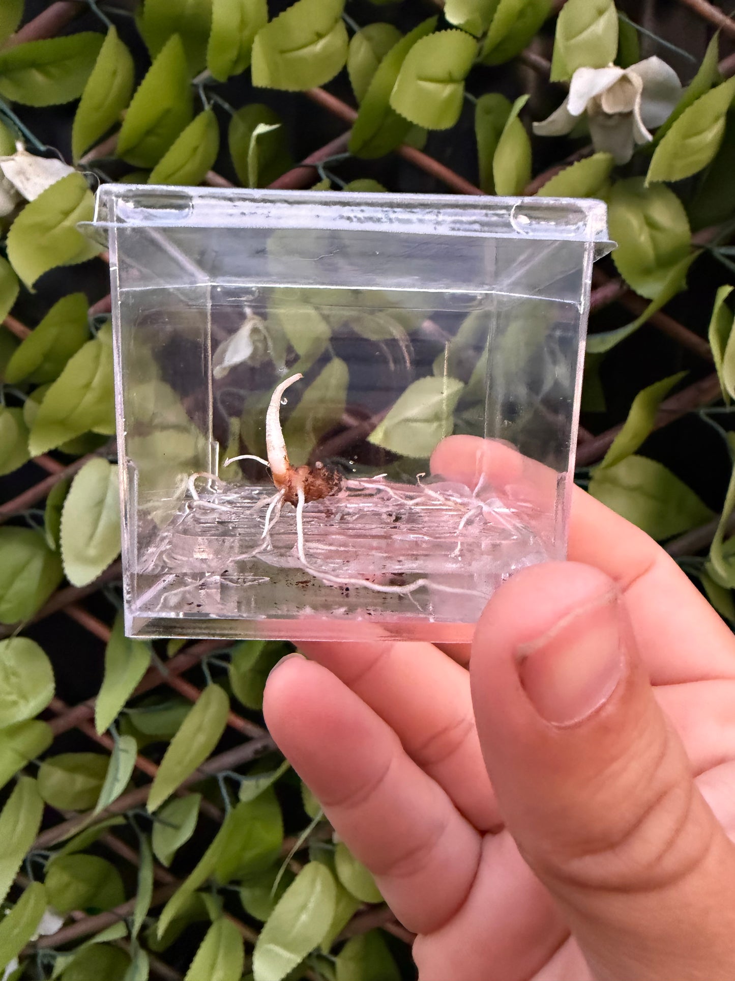 Corm Cube Propagation Case