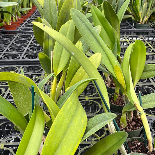 Brassolaeliocattleya Mahina Yahiro x Cattleya warscewiczii var. sanderiana 'Rey'