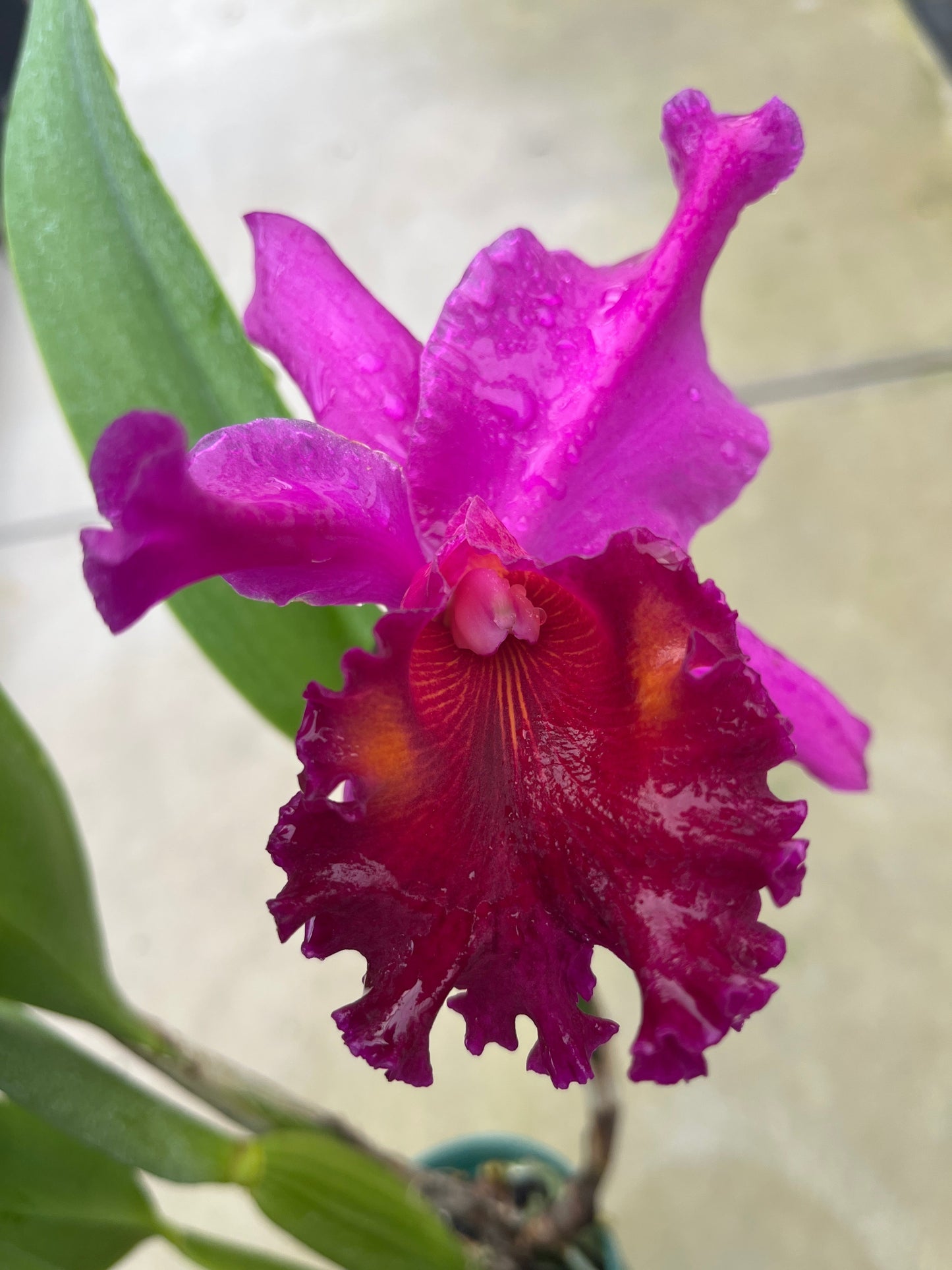 Rhyncholaeliocattleya Rocio Vazquez