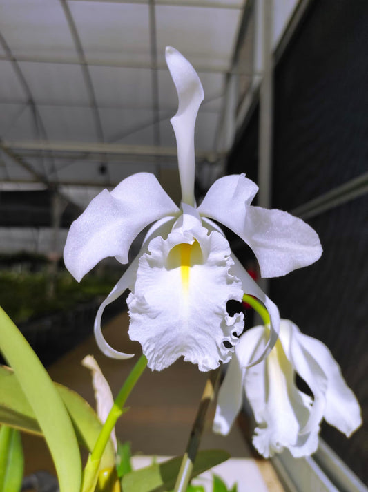 Cattleya maxima f. alba