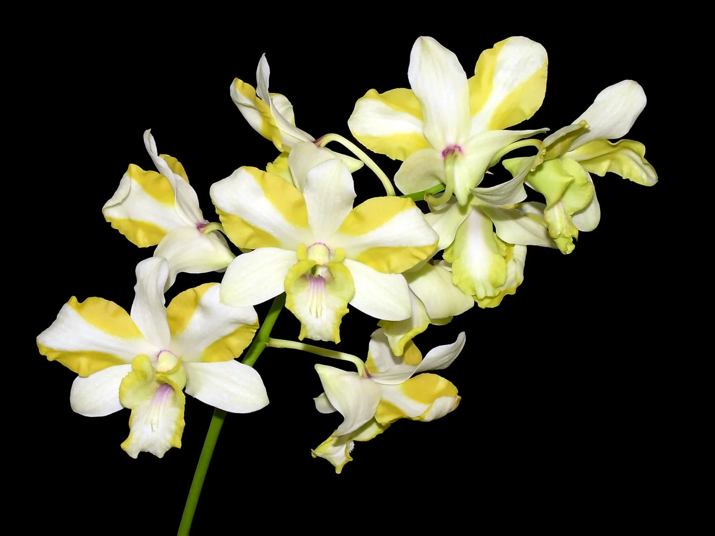 Dendrobium Anucha Flare Type Tailandia