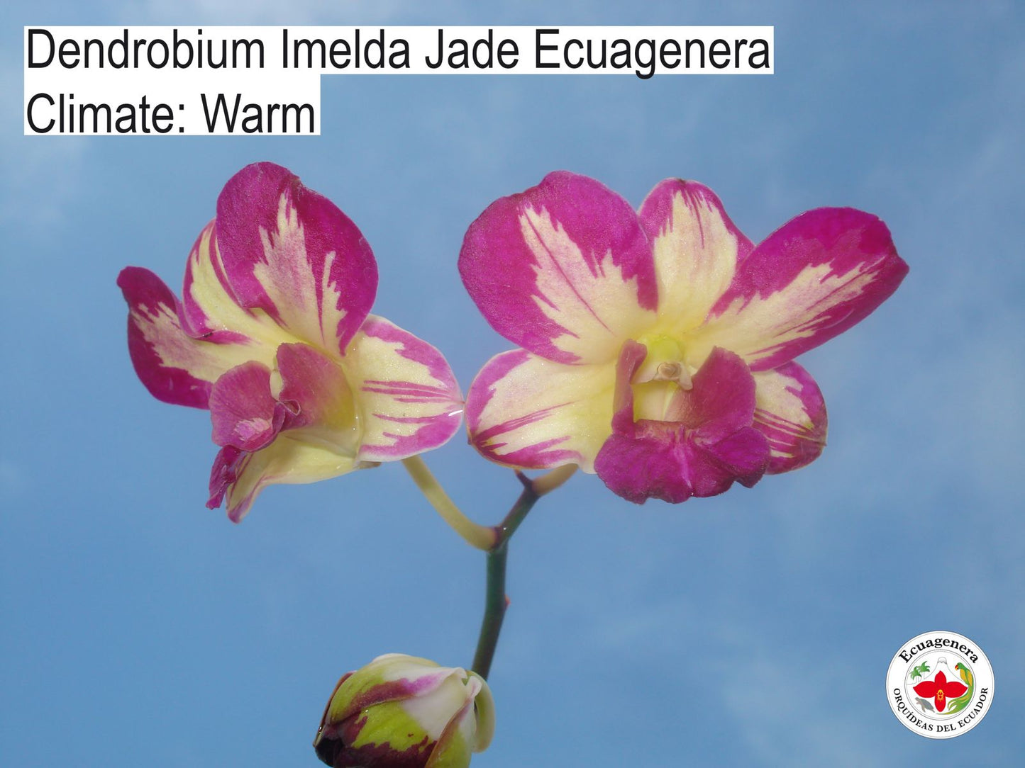 Dendrobium Imelda Jade Ecuagenera