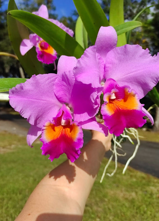 Rhyncholaeliocattleya Cutty Sark Full Soil