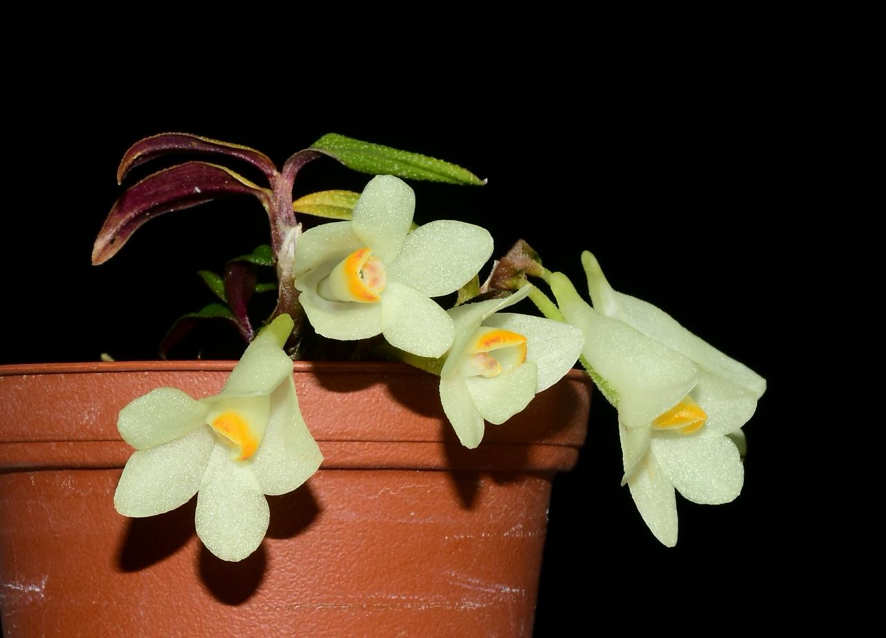 Dendrobium Illusion f. xanthinum