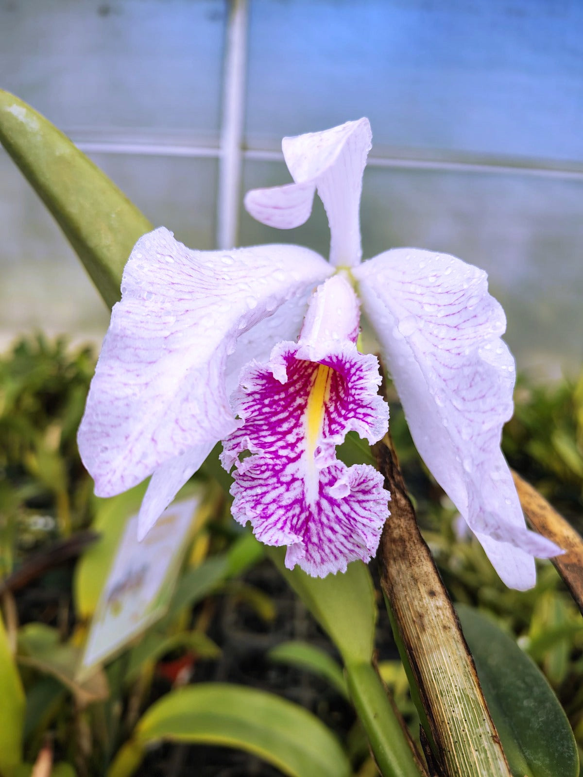Cattleya maxima rosea