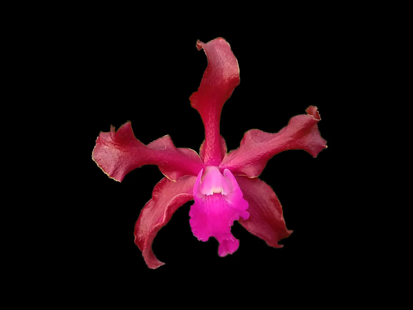 Laeliocattleya Gualaceo Bicentenario 4N