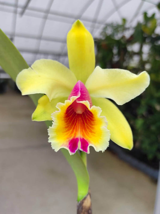 Cattleya Aurora (1905)