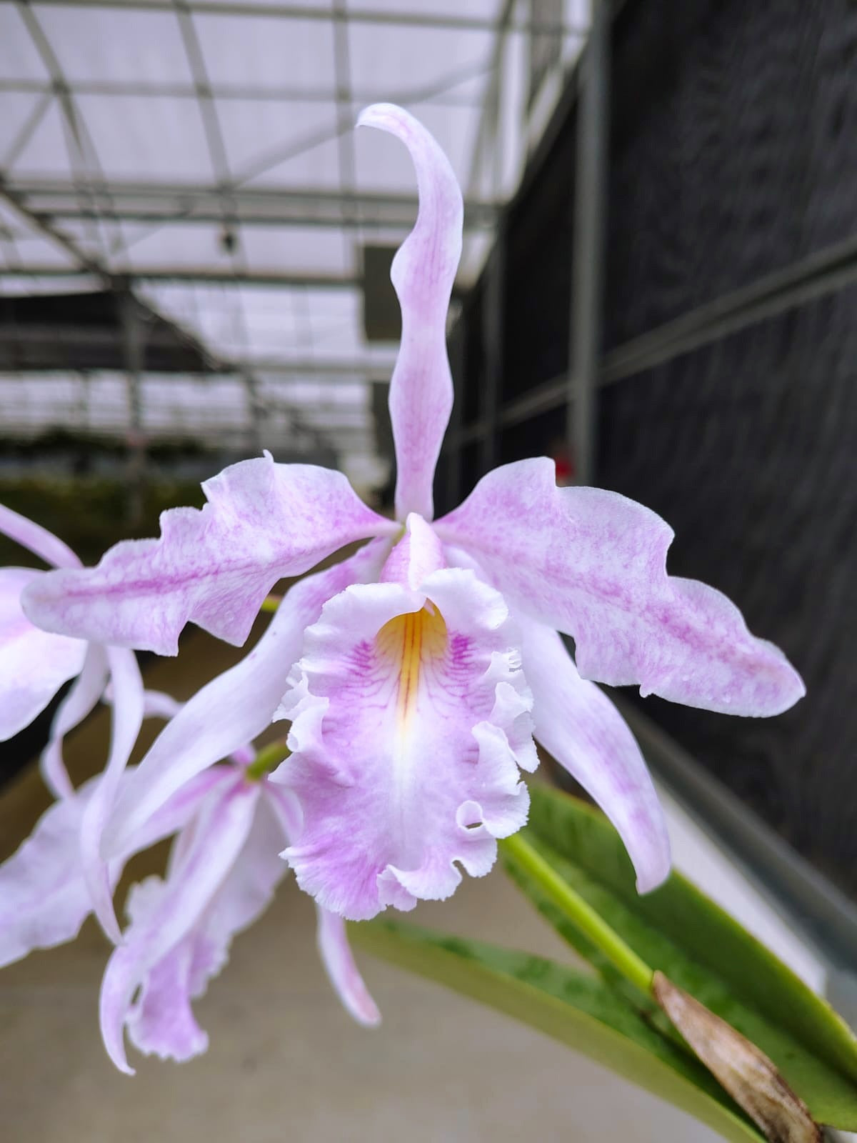Cattleya maxima 'Pink Princess'