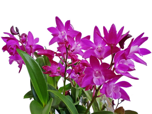 Dendrobium Jonathan's Glory 'Dark Joy'