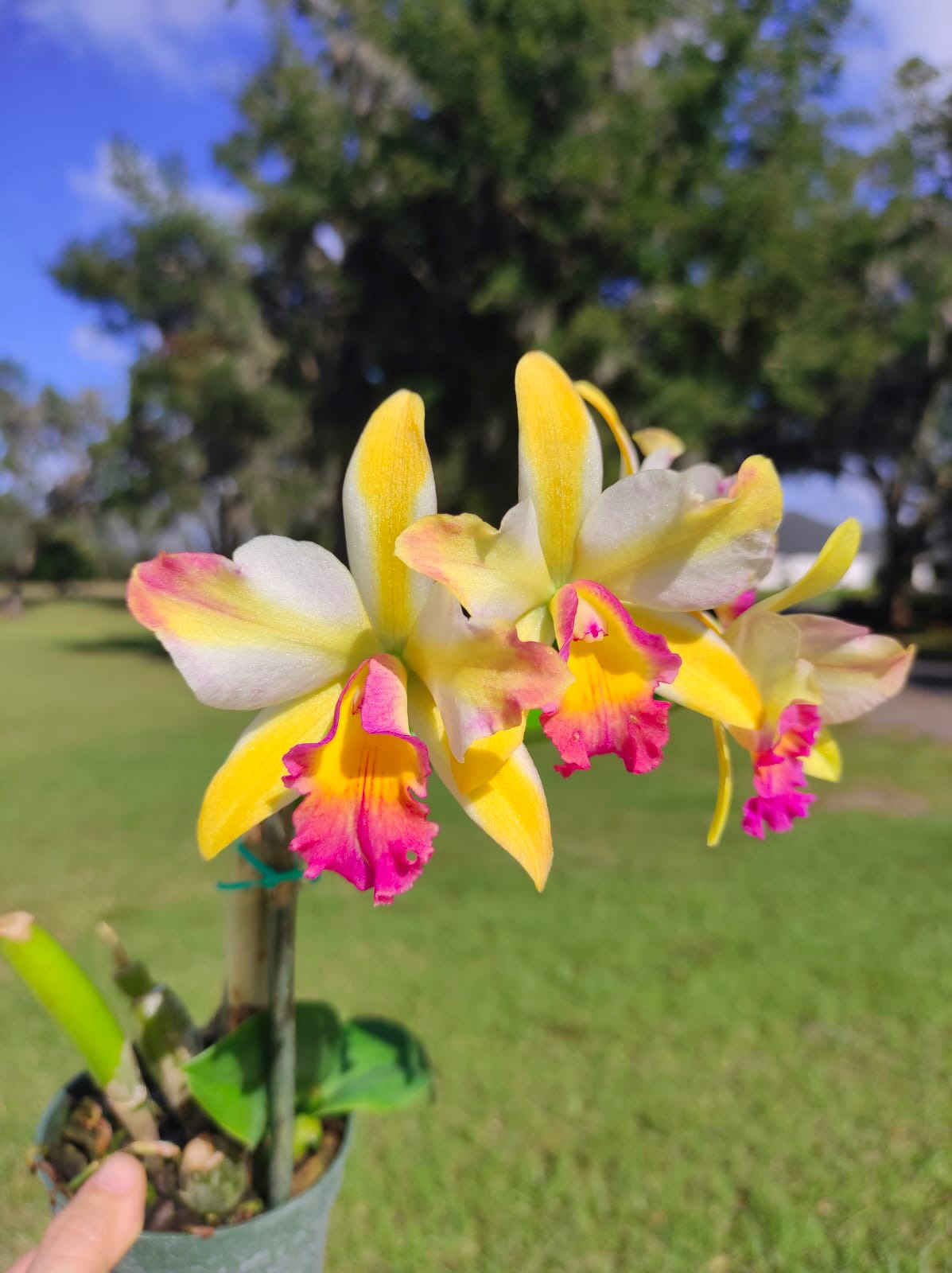 Rhyncholaeliocattleya Uzhupud Garden