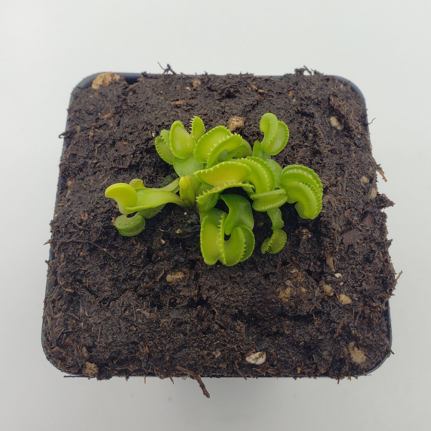 Venus flytrap (Dionaea muscipula) "GJ Giant Cudo"