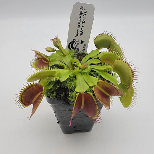 Venus flytrap (Dionaea muscipula) 'B52' x 'DC-XL'