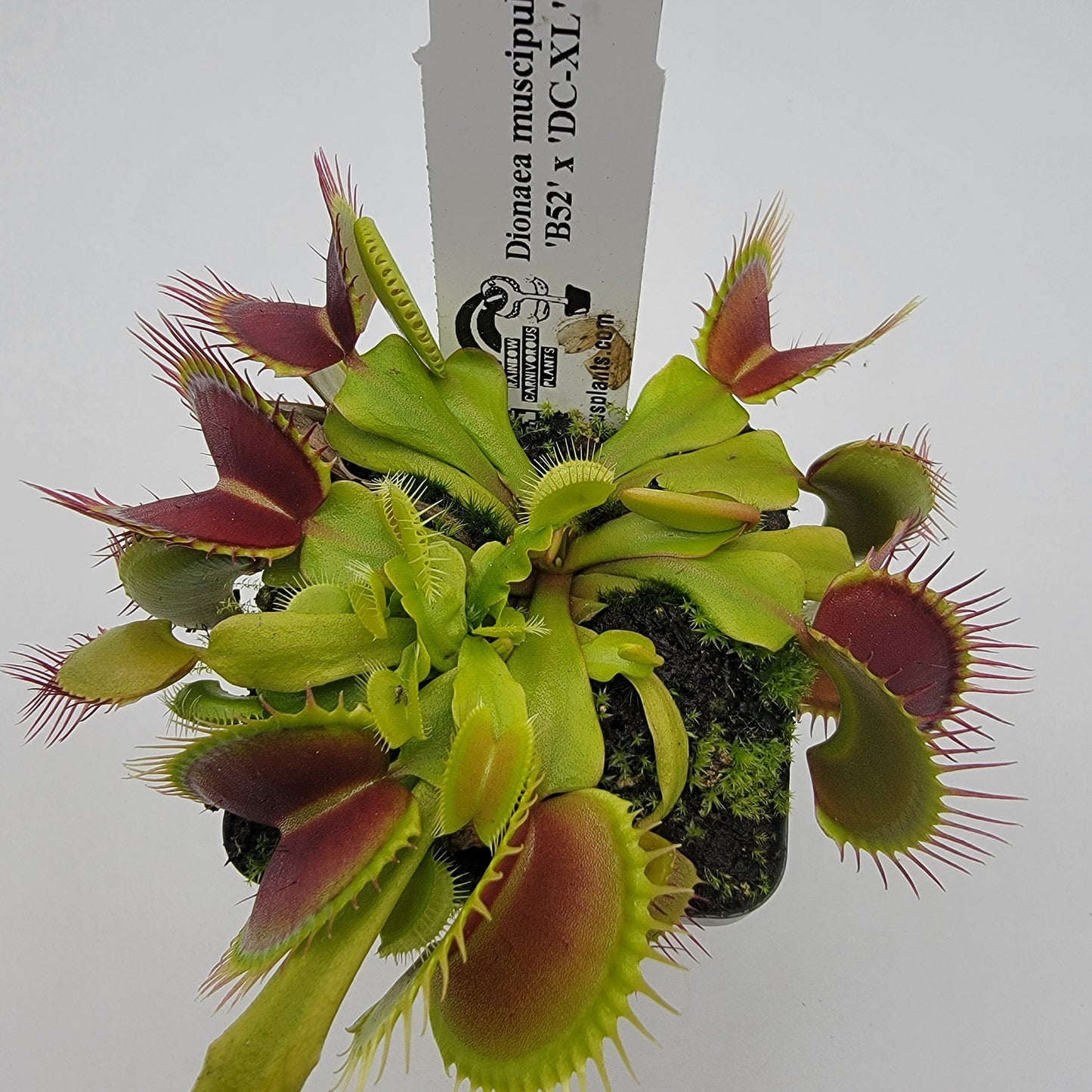 Venus flytrap (Dionaea muscipula) 'B52' x 'DC-XL'