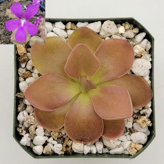 Pinguicula 'Sethos'