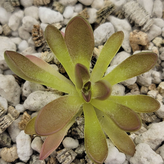 Pinguicula cv. 'BCP Crystal'