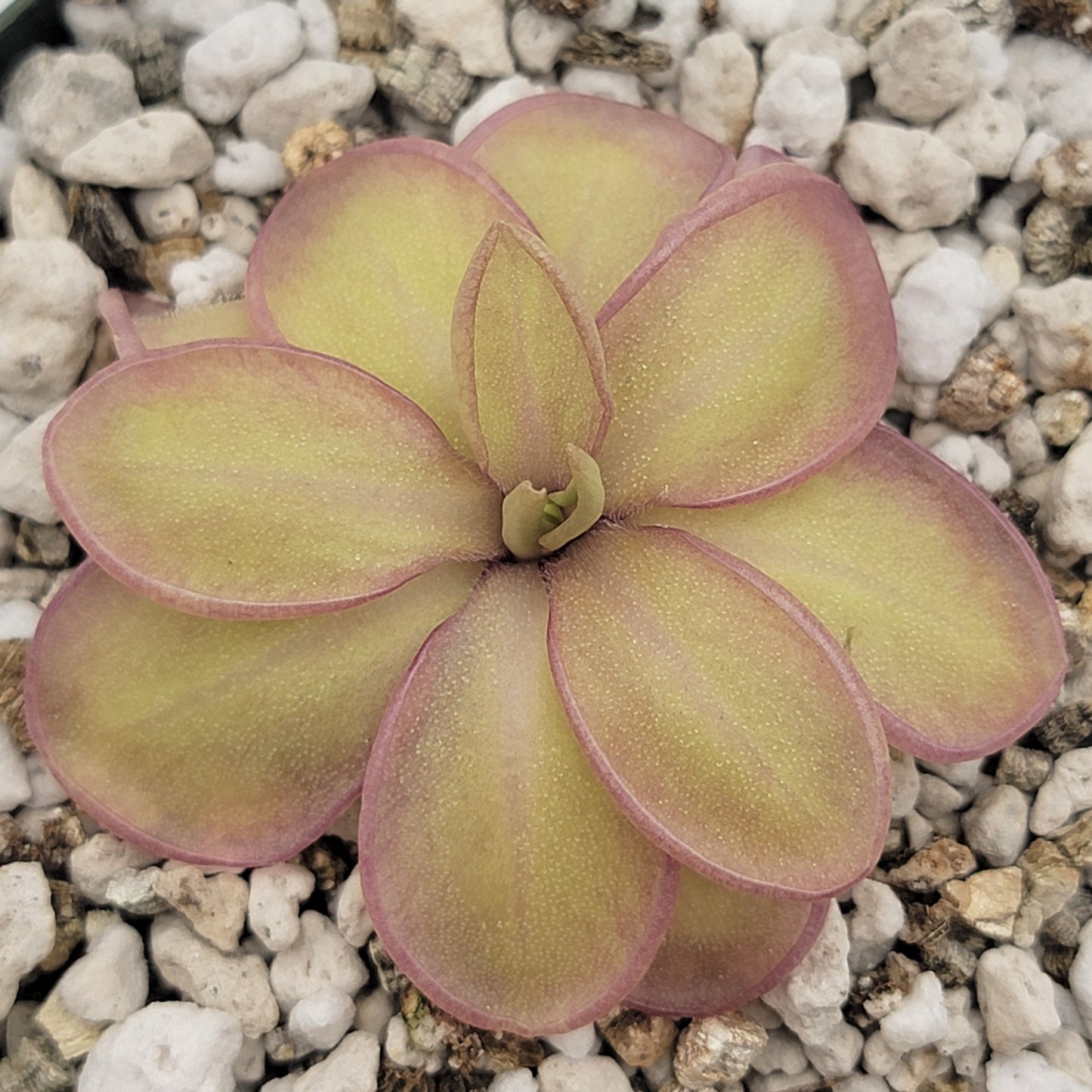 Pinguicula moranensis var. alba x emarginata