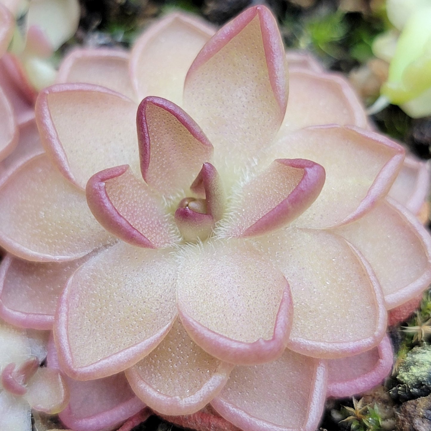 Pinguicula gracilis x laueana