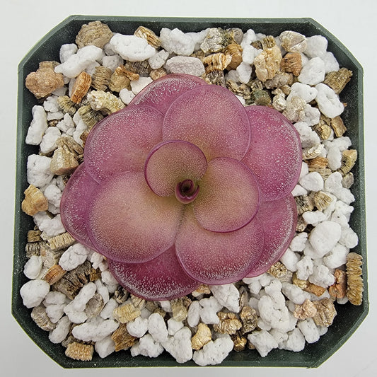 Pinguicula "Peaches"