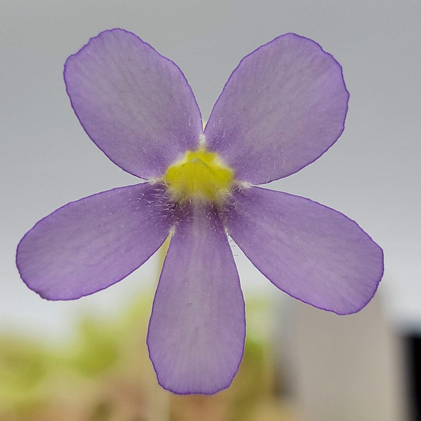 Pinguicula gigantea (Red Flush)