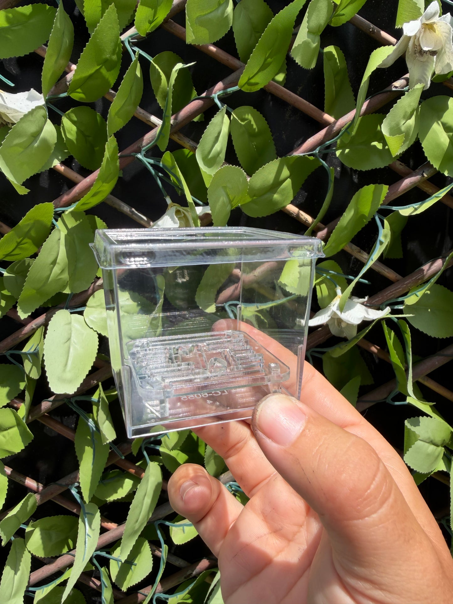 Corm Cube Propagation Case