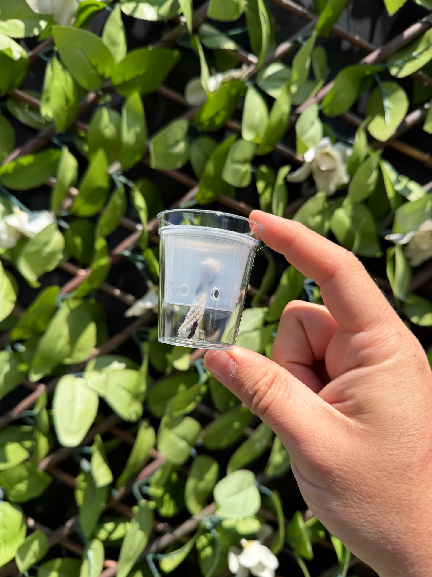 Corm Propagation Cup
