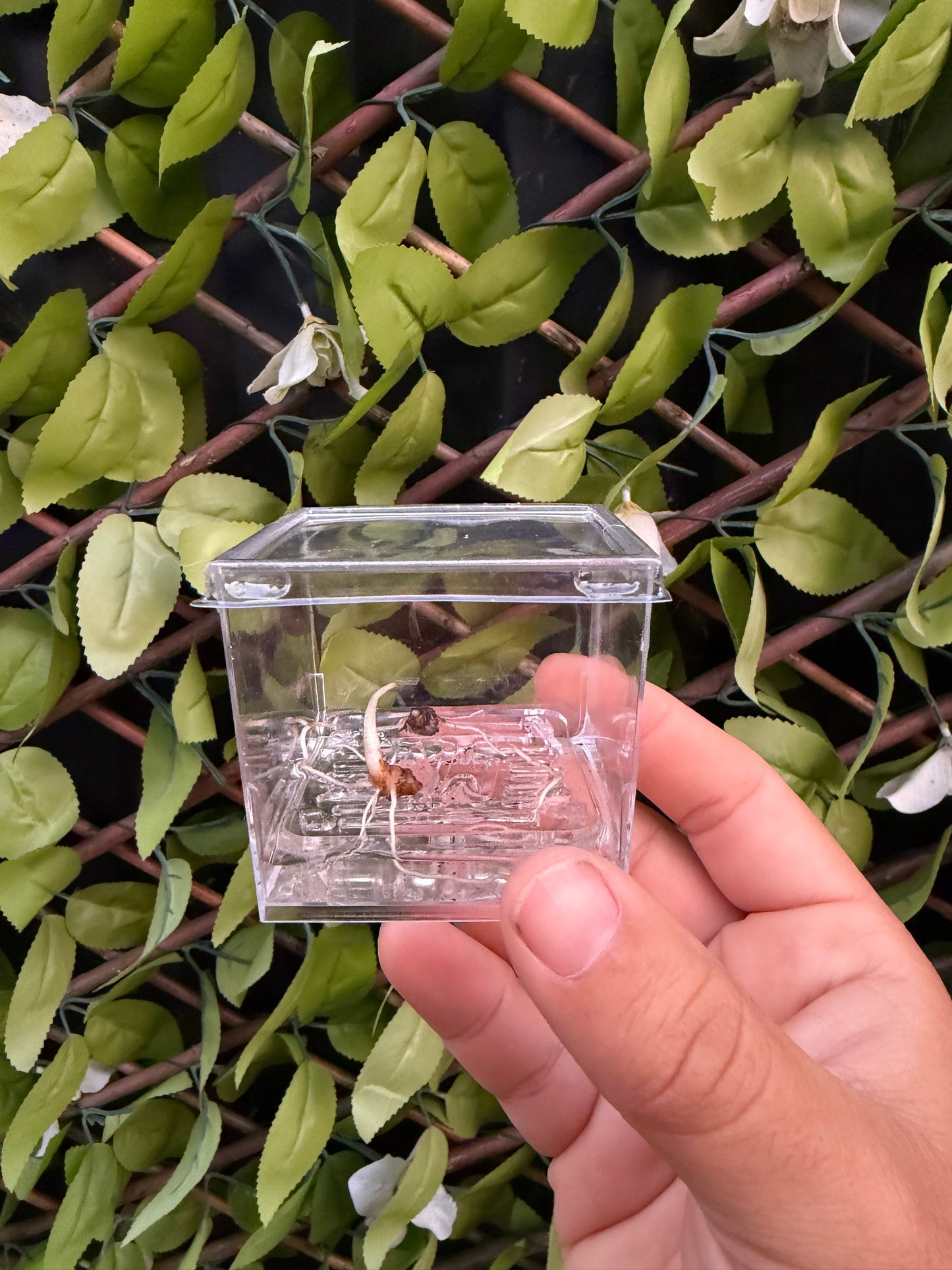 Corm Cube Propagation Case
