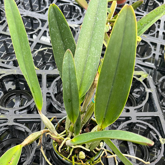 Cattleya lueddemanniana #4