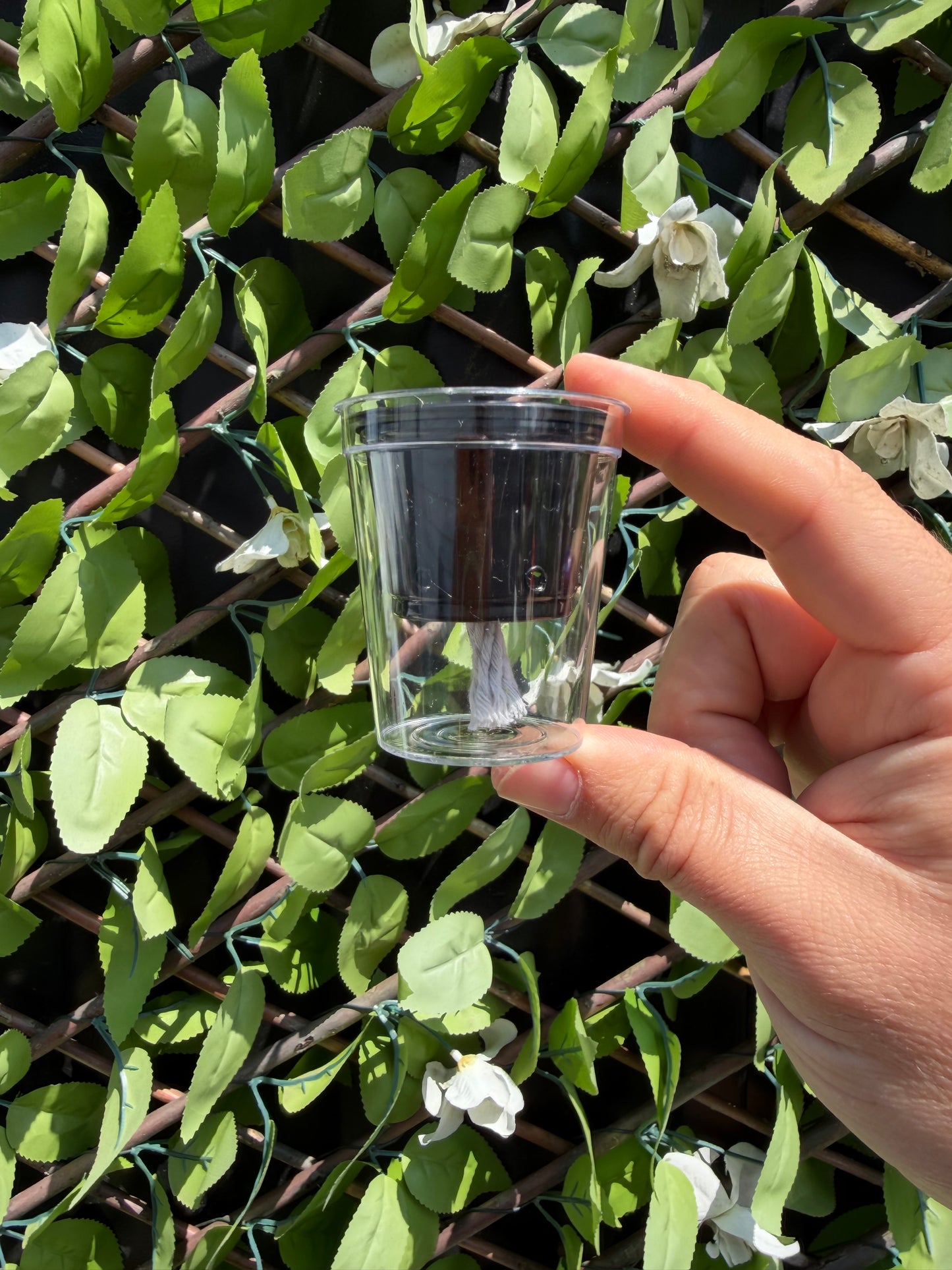Corm Propagation Cup