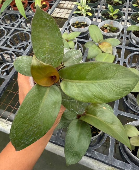 Philodendron Black Cardinal (S)