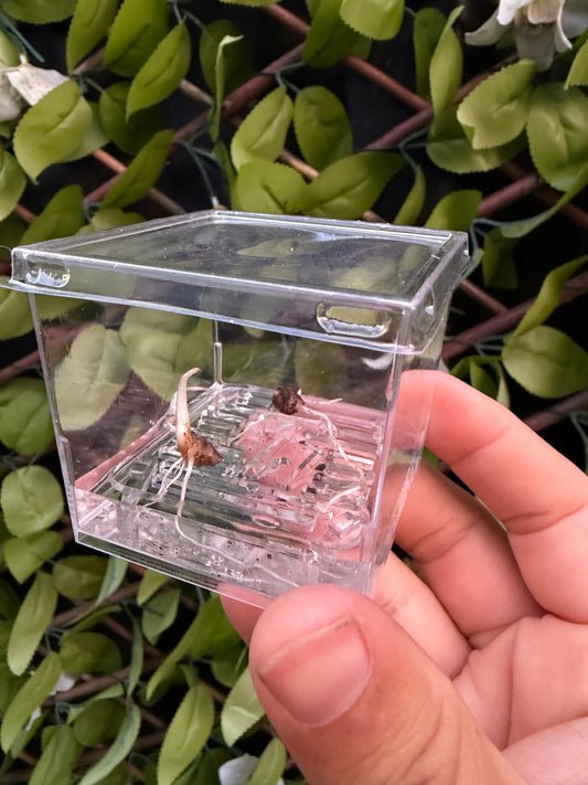 Corm Cube Propagation Case