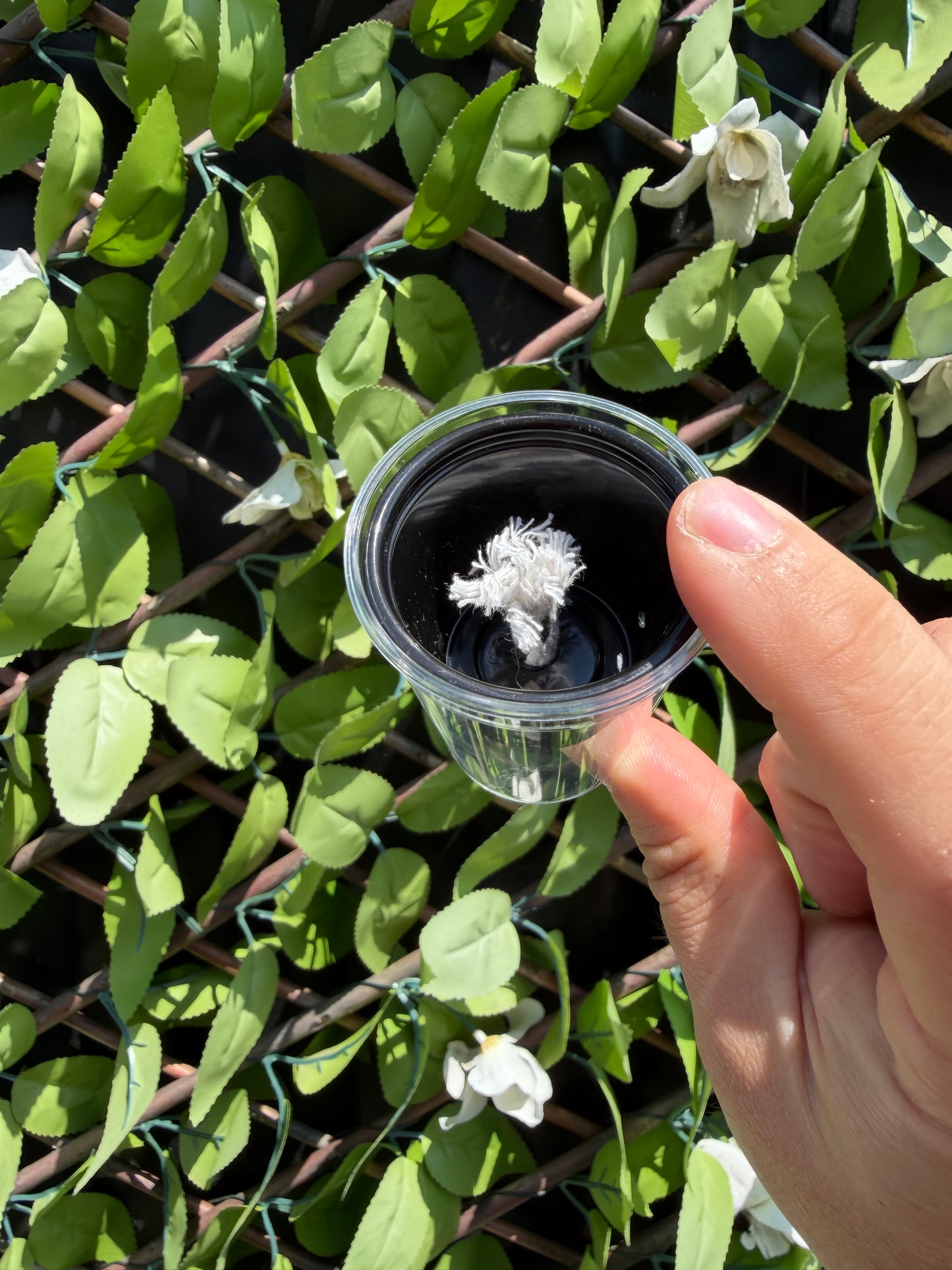 Corm Propagation Cup