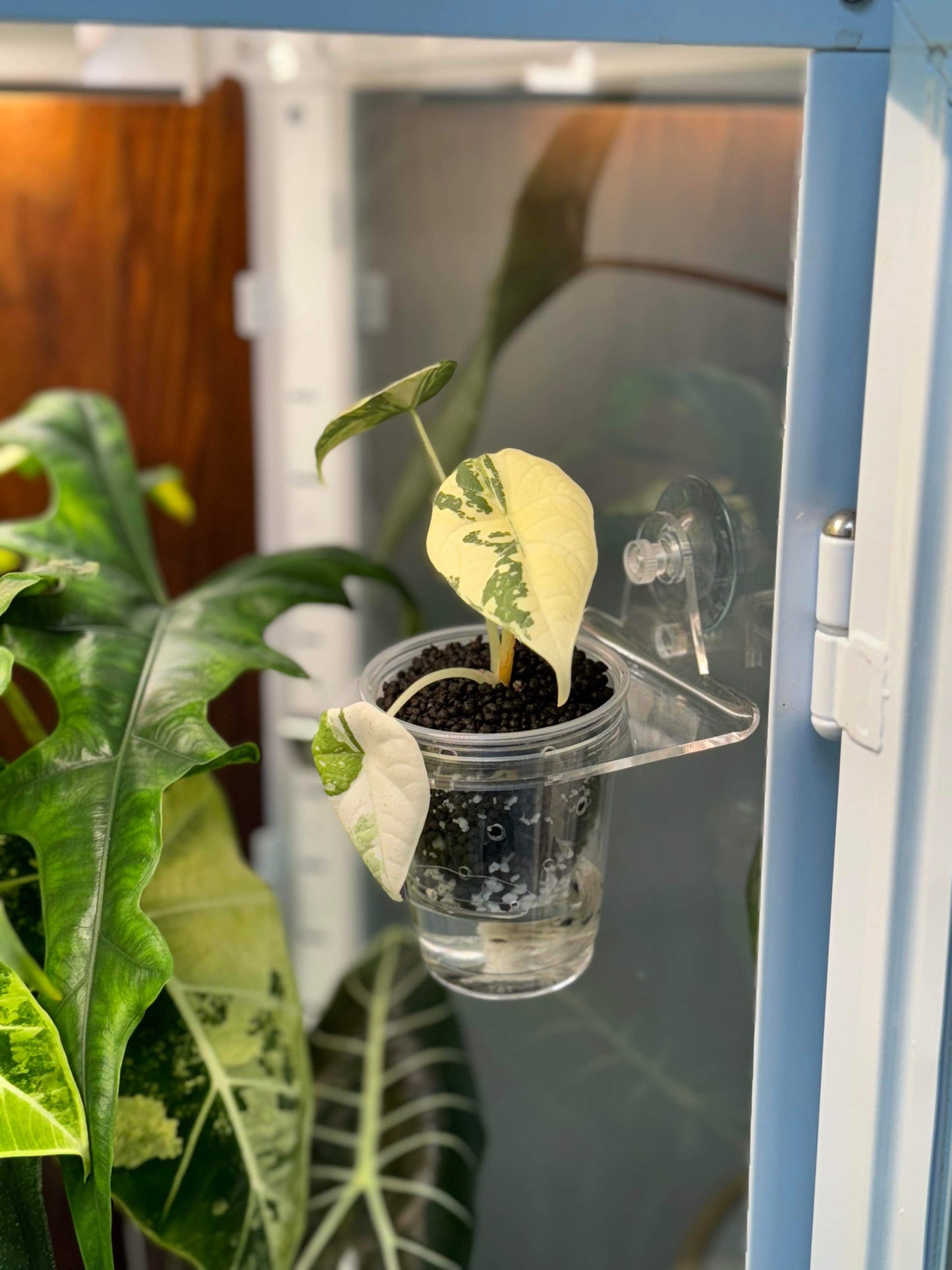 suction cup plant pot Suction Cup Round Pot Holders
