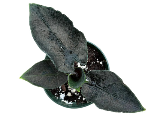 Alocasia Antoro Velvet - seedling