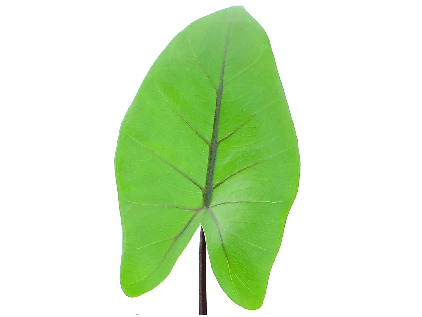 Alocasia Black Stem