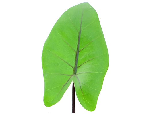 Alocasia Black Stem