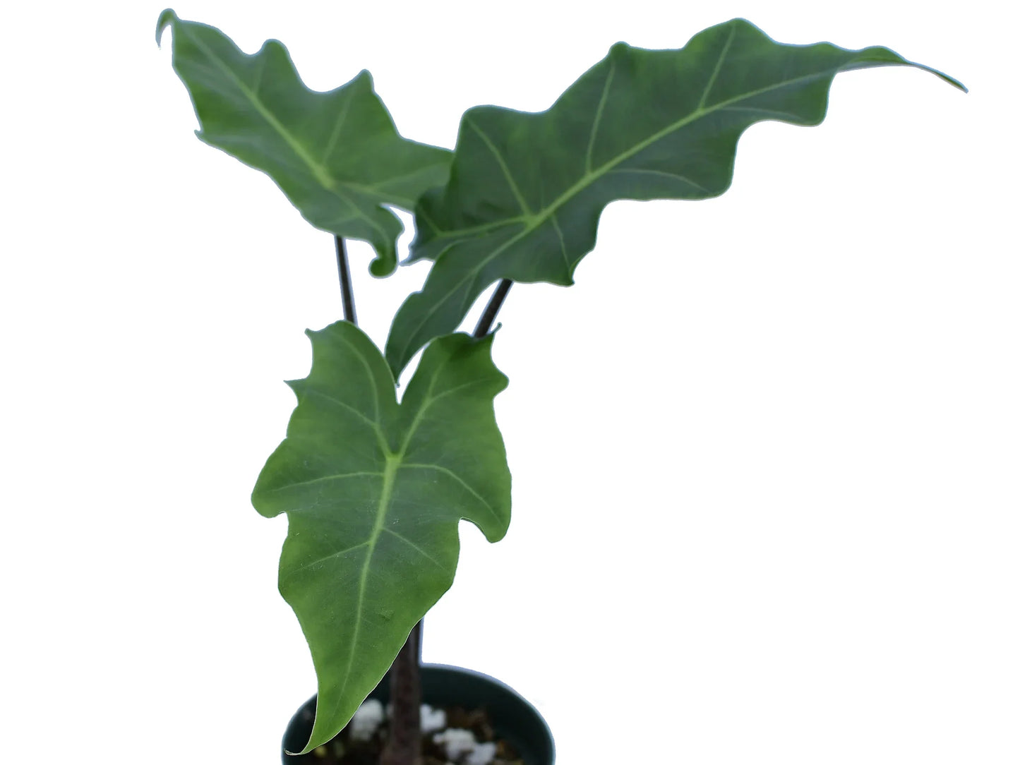 Alocasia Golden Dragon