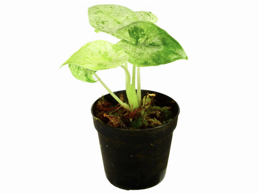 Alocasia odora variegada 'Batik'