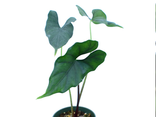 Alocasia 'Purple Cloak' (seedling)