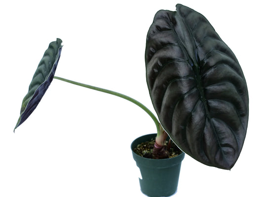 Alocasia cuprea (seedling)