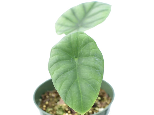 Alocasia nebula 'Imperialis' (seedling)