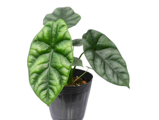 Alocasia sinuata