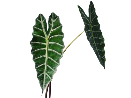 Alocasia sp Amazonica