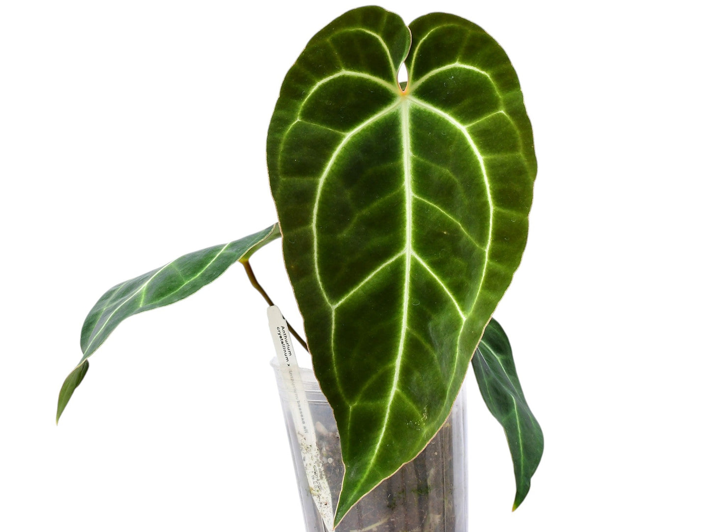 Anthurium Crystal Sky seedling