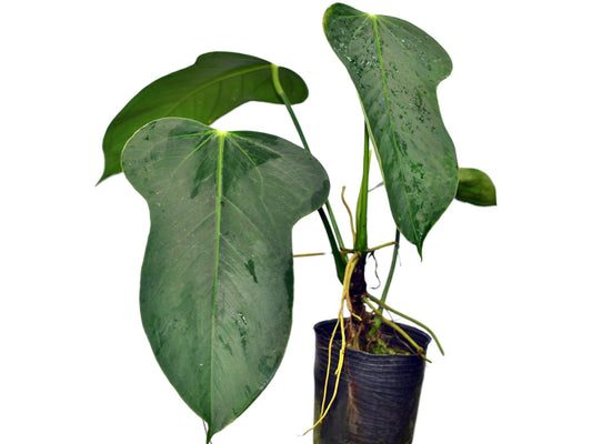Anthurium bomboizense