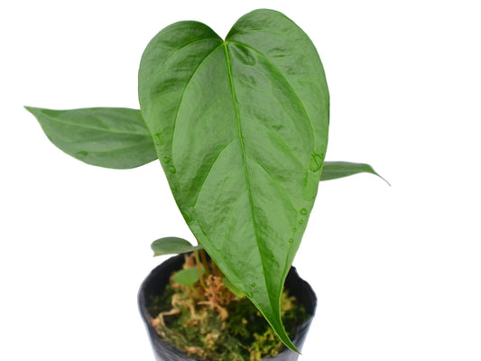 Anthurium longistrorsum namun (seedling)