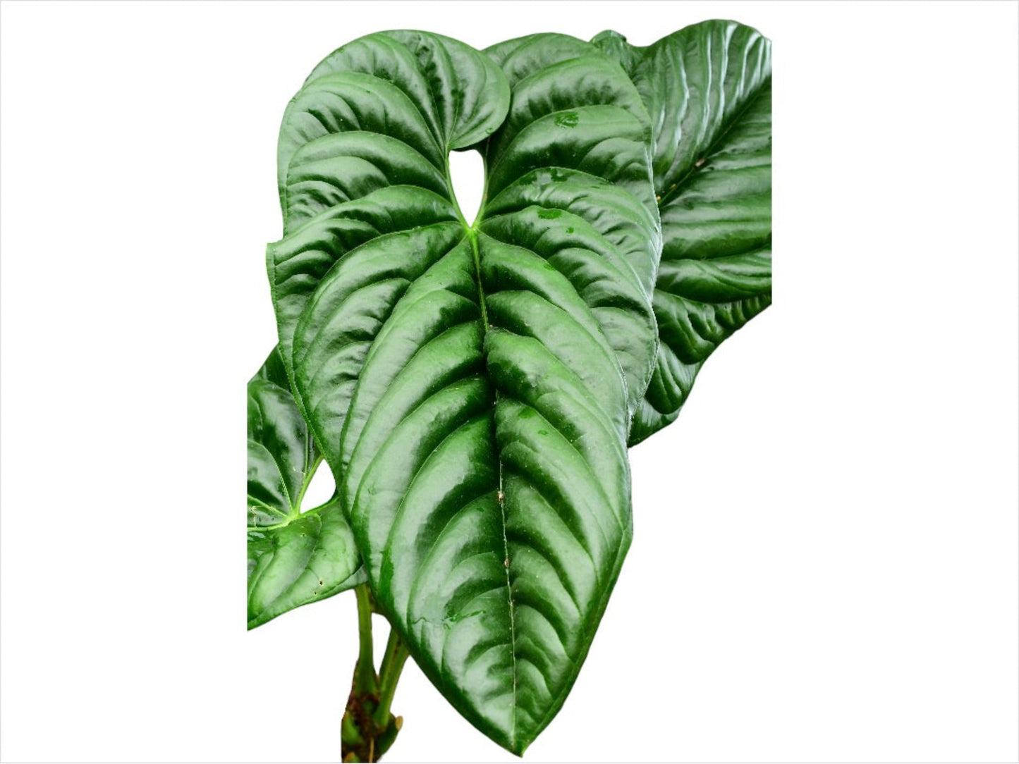 Anthurium pandurilaminum cf