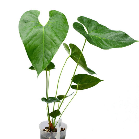 Anthurium watermaliense
